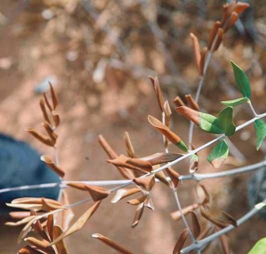 La 'xylella fastidiosa' se expande en Mallorca
