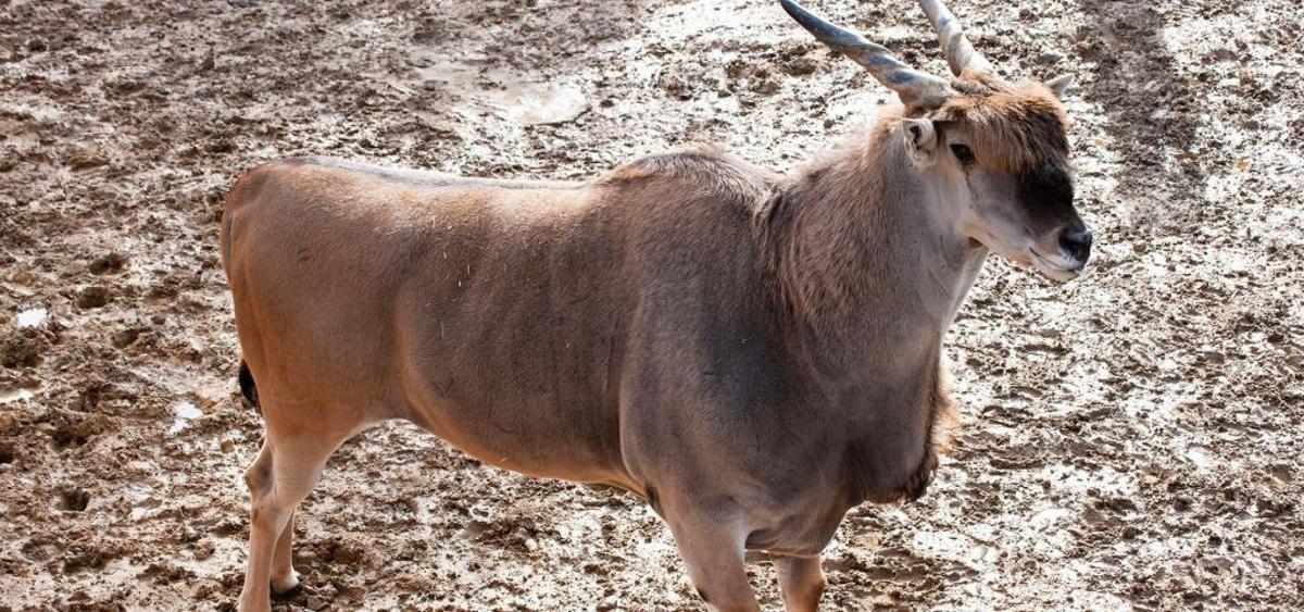 Vigozoo subasta 89 animales