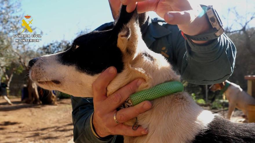 Operación contra el maltrato animal: investigan a 58 personas por mutilar a 1.111 perros