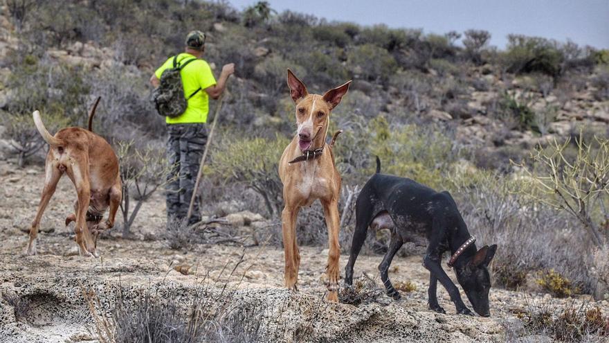 Hunters wanted to control rabbits in Teide National Park