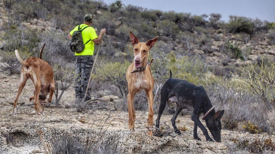 Se buscan cazadores para controlar los conejos en el Parque Nacional del Teide