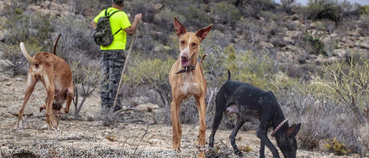 Se buscan cazadores para controlar los conejos en el Parque Nacional del  Teide - El Día