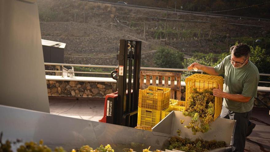El sector vitivinícola de Tenerife encara una cosecha optimista tras la recuperación hídrica