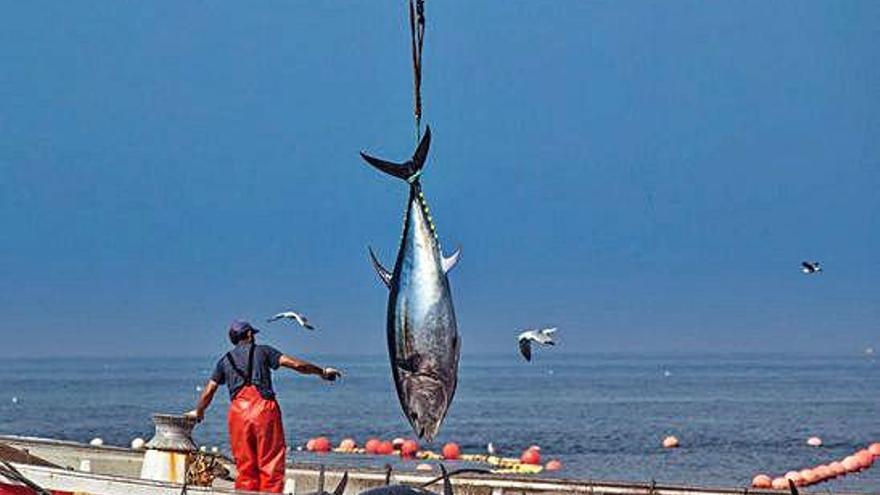 Un atunero durante la captura de la especie.