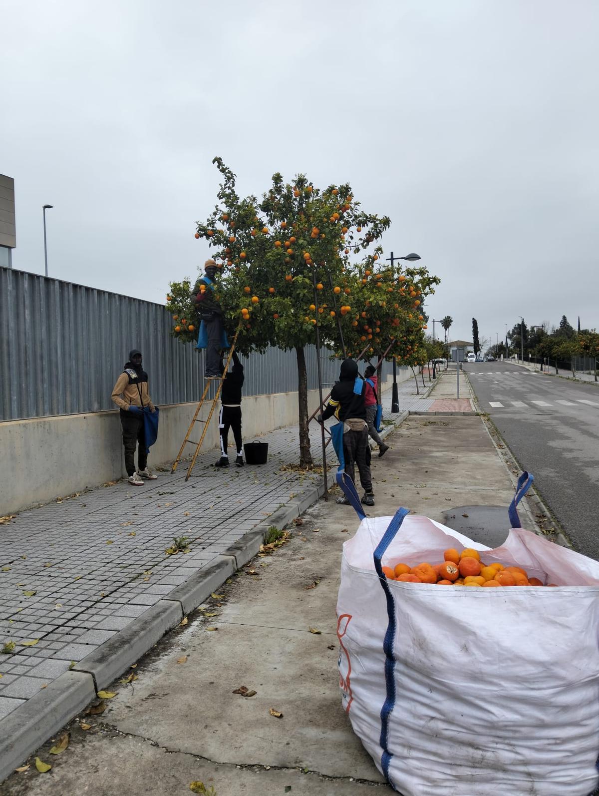 Recogida de la naranja agria en Palma del Río.