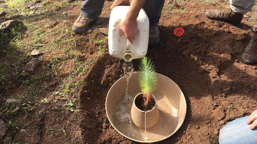 Replantación de árboles mediante la técnica del cocoon