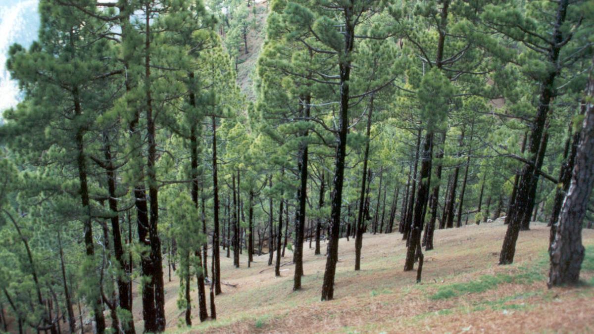 Bosque de pino canarios, archivo.