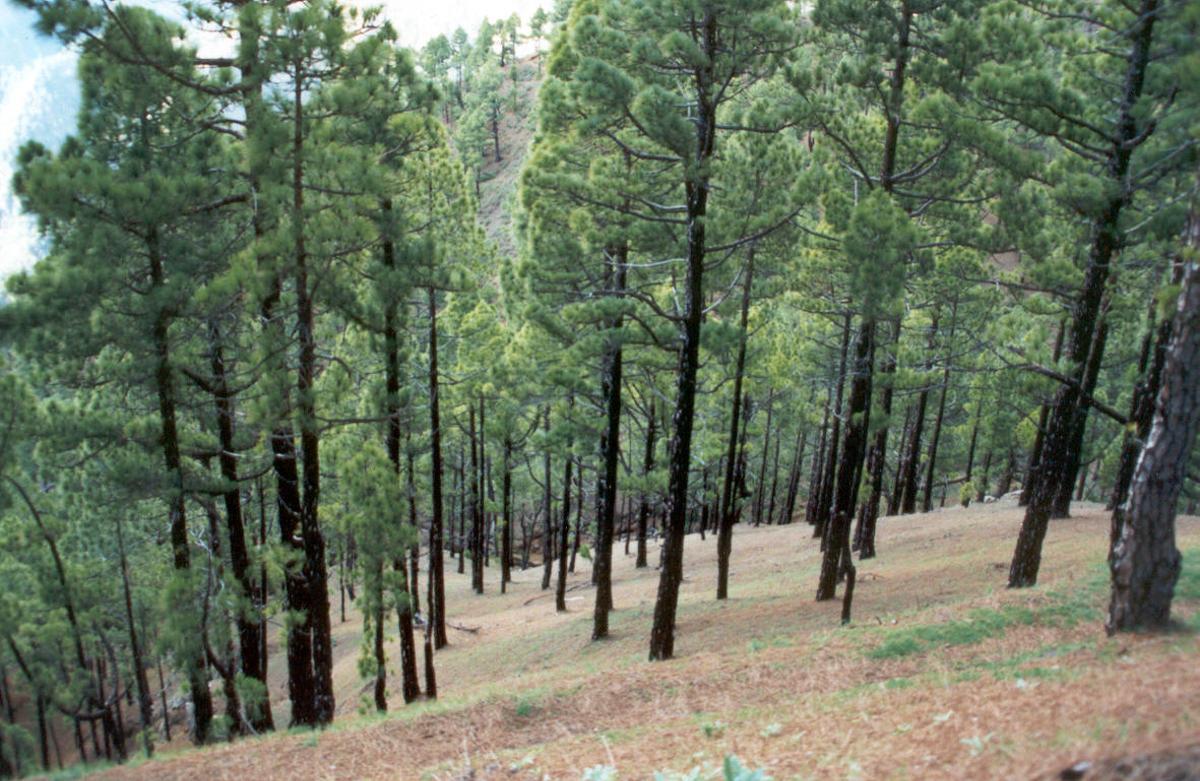 Bosque de pinos canarios, archivo.