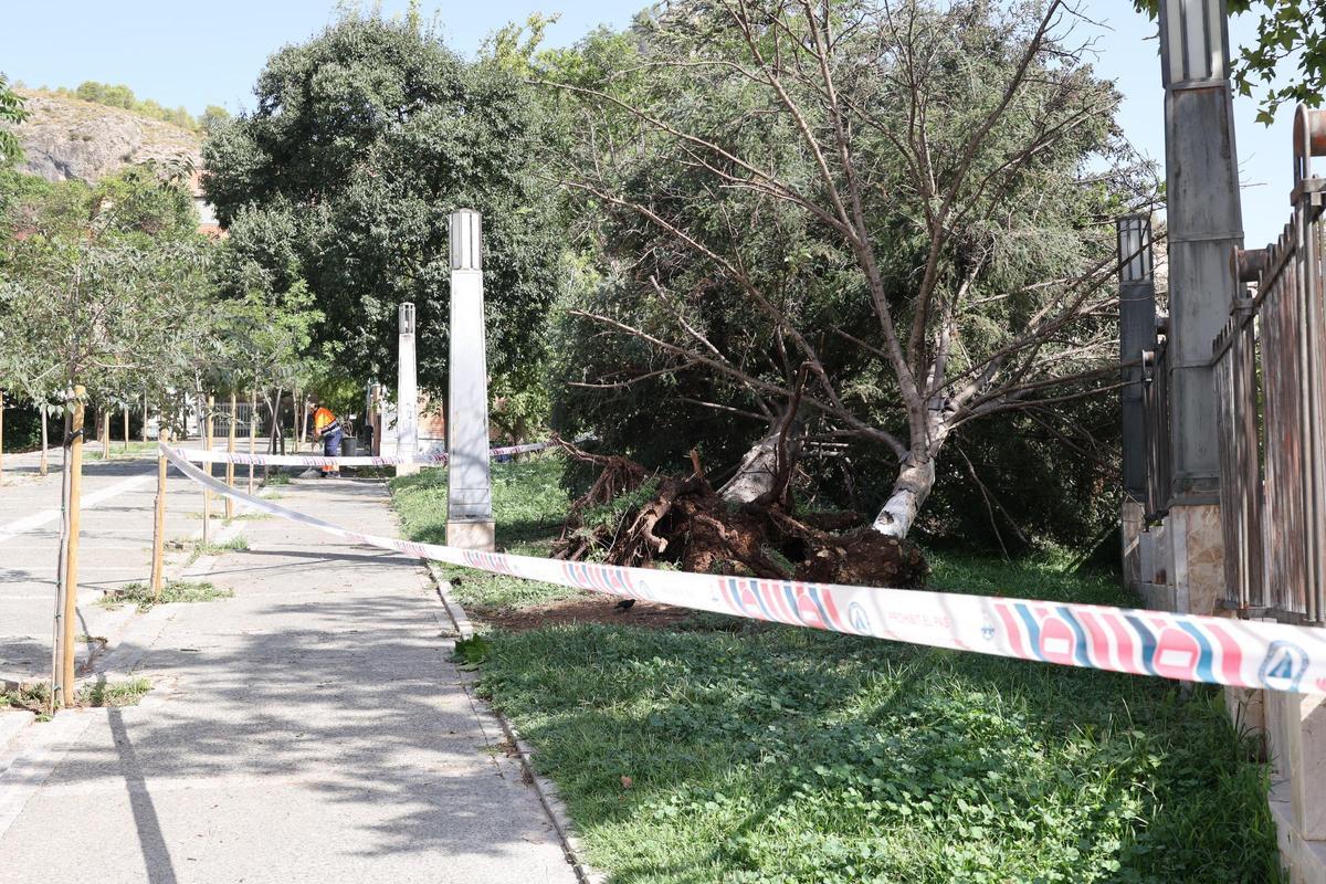 Imágenes del día después en Alcoy tras el temporal