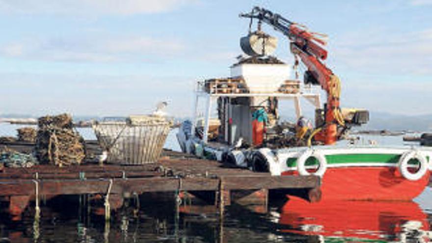 Extracción de mejillón en una batea de la ría de Arousa.  // Iñaki Abella