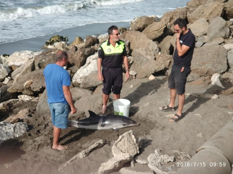 El CREMA rescata a un joven delfín varado en Chilches