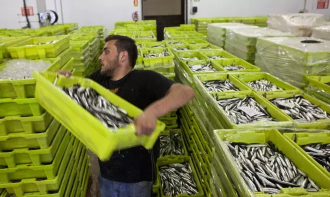 El tamaño de los bocartes se reduce, según los científicos: miden la mitad que hace 18 años