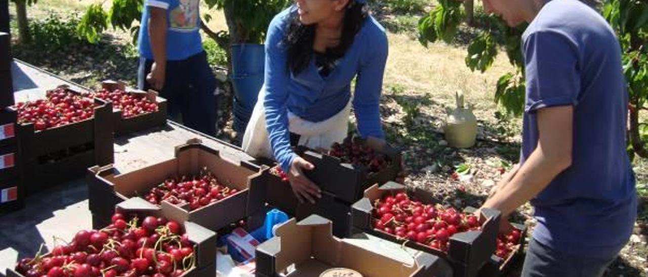 Los agricultores denuncian la subida «abusiva» en el seguro de la cereza