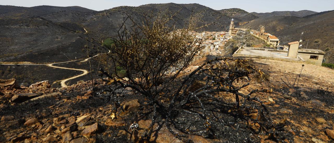 Moros tras el paso de las llamas el pasado mes de julio