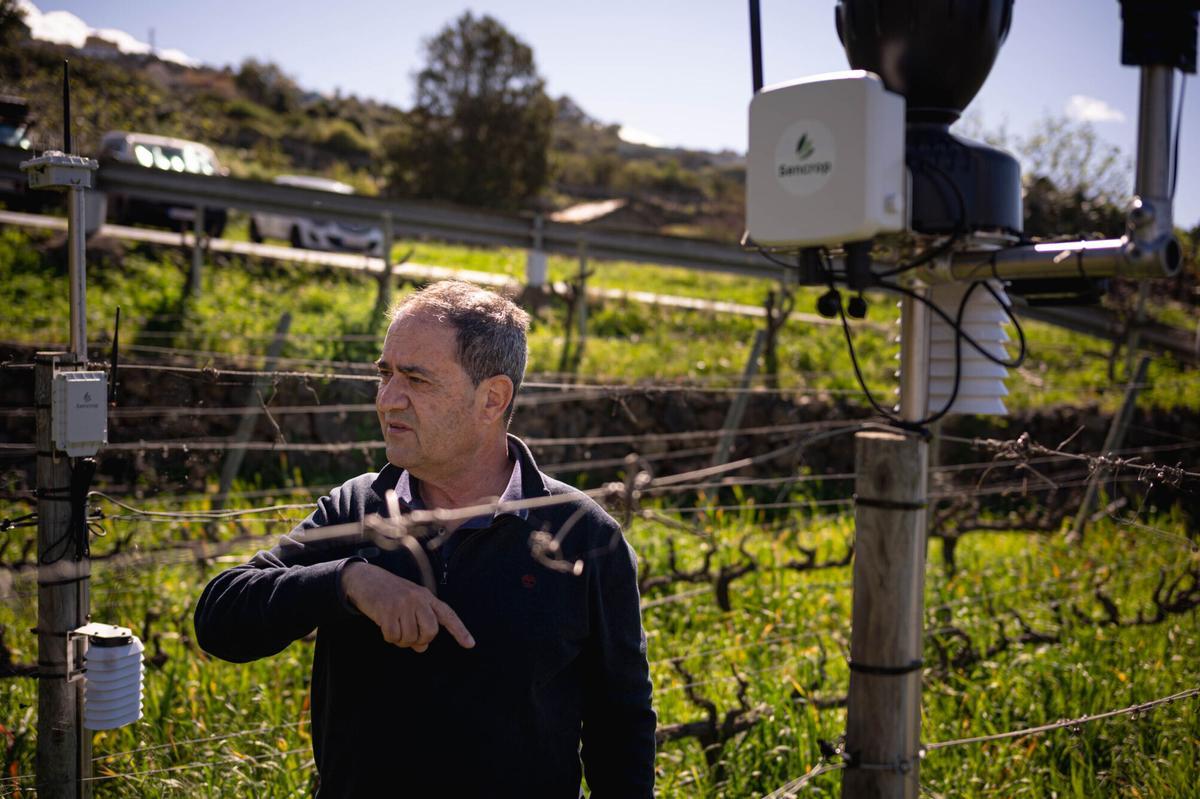 Implementación de la Inteligencia Artificial en la producción de bodegas Viñátigo