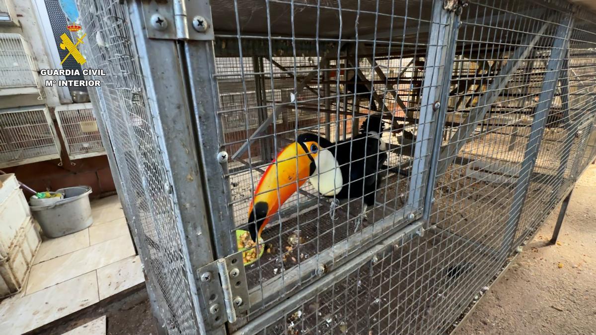 Intervenidos más de 500 ejemplares de aves exóticas protegidas y 70 aves muertas en un congelador en una vivienda de Cádiz