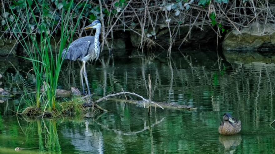 Bernat pescaire al llac de Navarcles