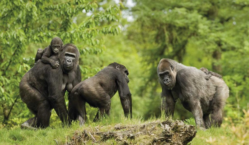 Western lowland gorilla (Gorilla gorilla gorilla)