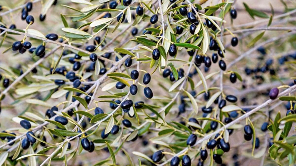 La acebuchina es el fruto del olivo silvestre