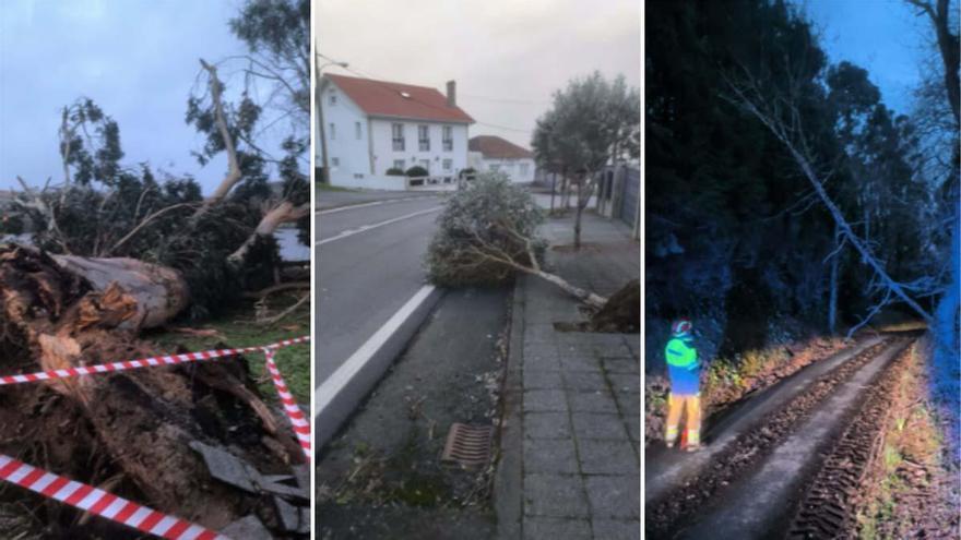 Retirada de árboles derribados en Oleiros tras el paso de la borrasca 'Nils'