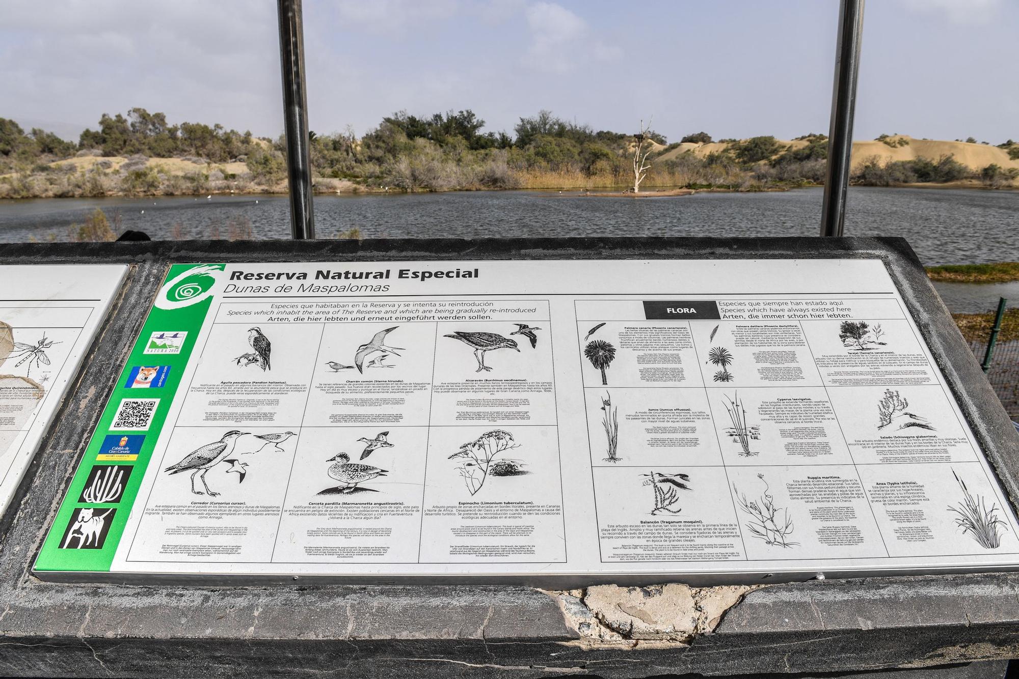 Avistamiento de fauna en la charca de Maspalomas