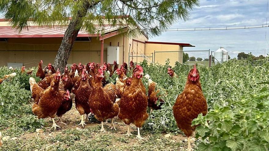 Imatge d'arxiu d'unes gallines a l'exterior