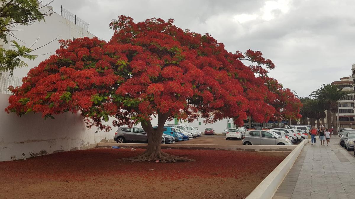 Flamboyán en la calle Manolo Millares de Arrecife.