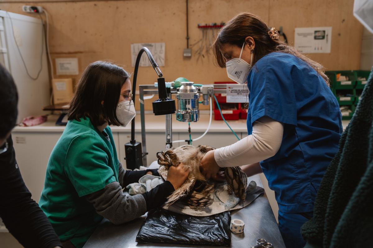 19.02.2026. MADRID. Imágenes de las instalaciones de GREFA (Grupo de Rehabilitación de la Fauna Autóctona y su Hábitat), una organización no gubernamental sin ánimo de lucro, que nace en 1981 como asociación para el estudio y conservación de la naturaleza. Foto: Alba Vigaray