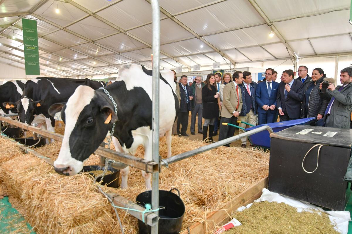 feria agroganadera del valle de los pedroches en pozoblanco