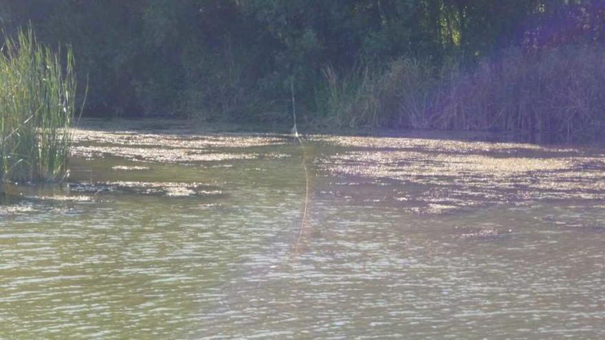 Imatge de la xarxa de més de 50 metres que ocupava tota l´amplada del riu