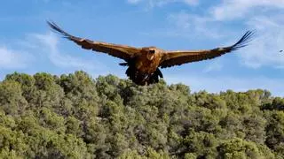 ¿Qué artefacto persigue a los buitres en plena nidificación en la Sierra de Mariola?