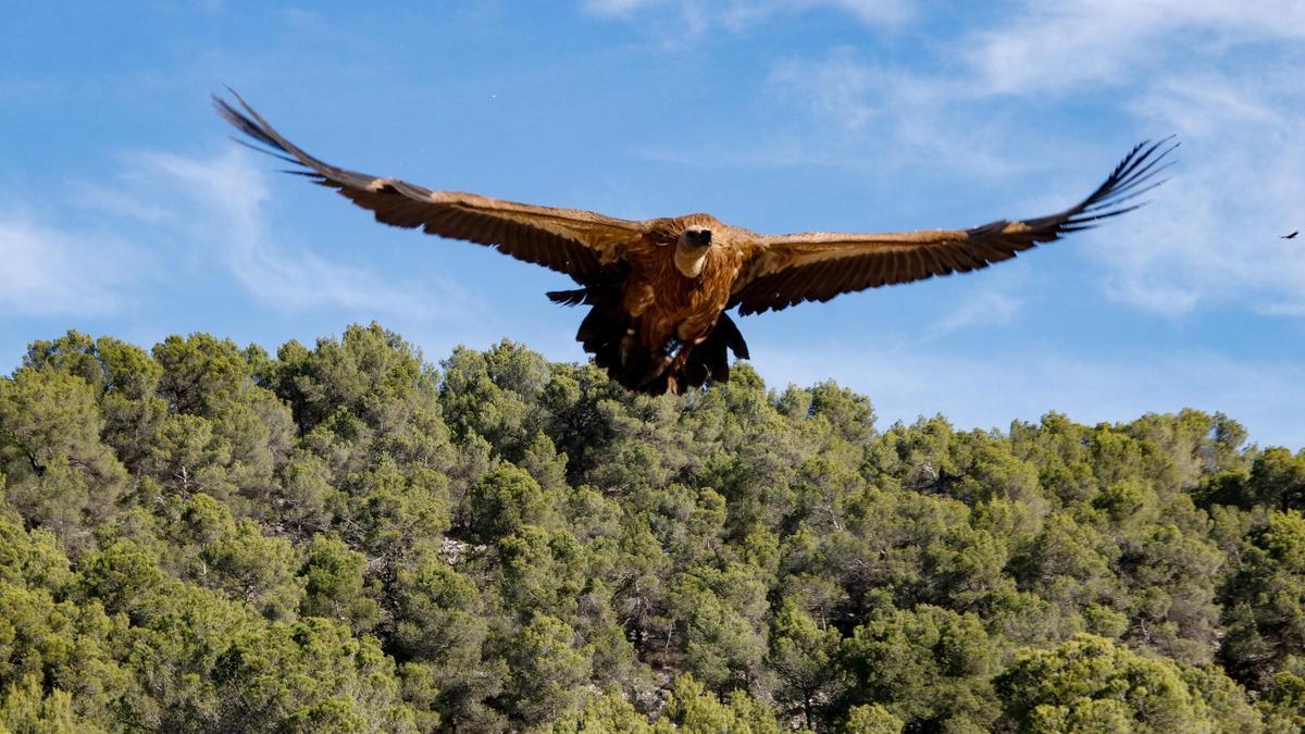 Los buitres se han hecho los reyes de las alturas de la Sierra de Mariola