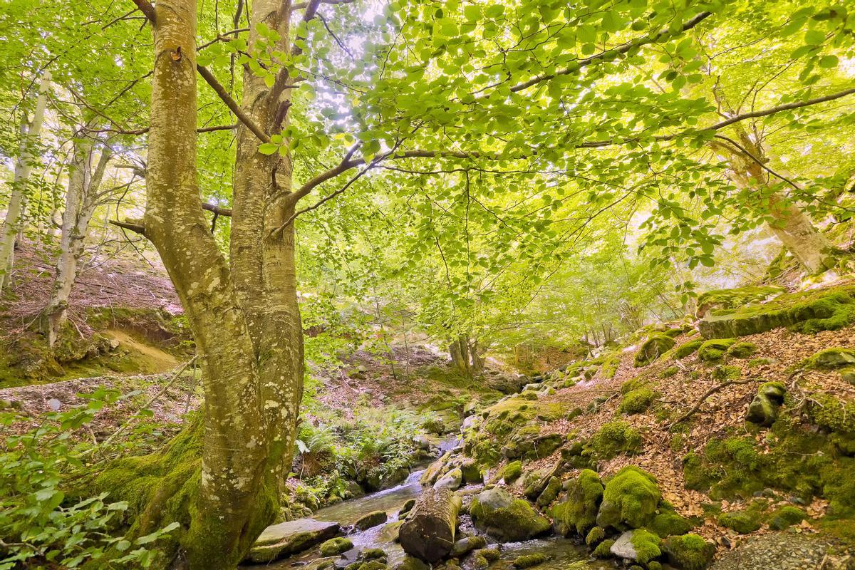 Los bosques de la Sierra de la Demanda