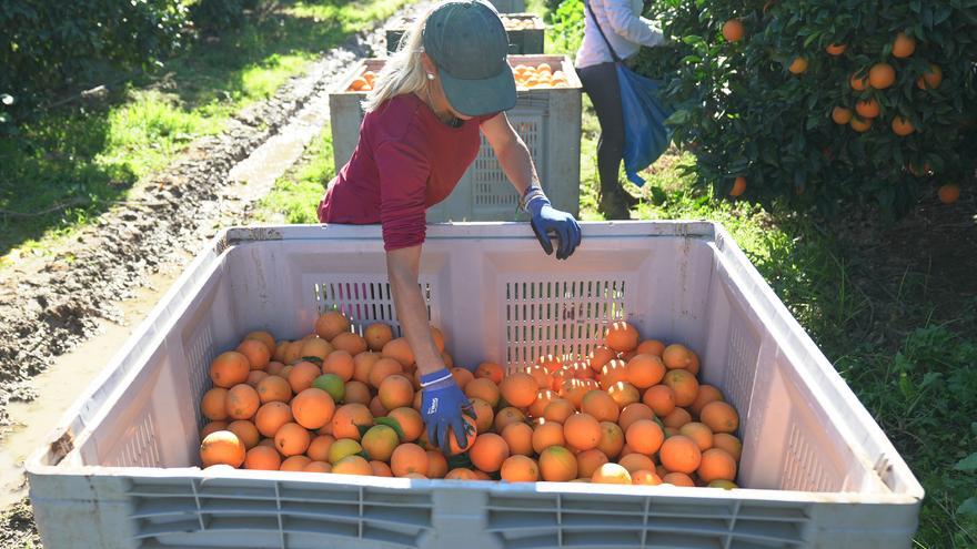Estos son los proveedores de naranjas españolas que suministrarán 131.000 toneladas a Mercadona