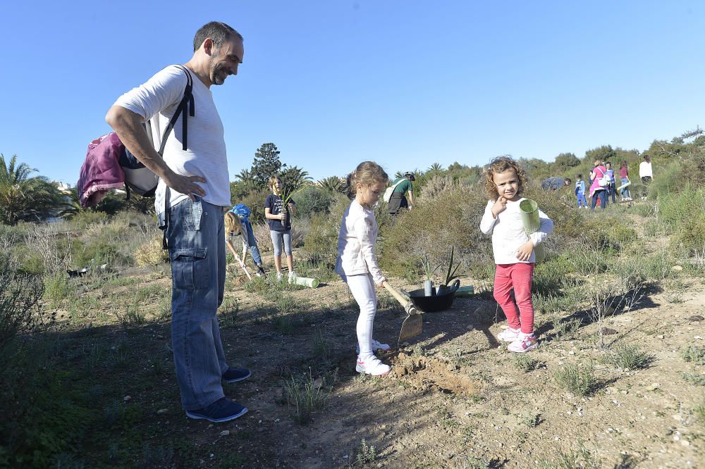 Reforestación en el Clot de Galvany, en imágenes