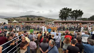 «Cova», la vaca estrella en la subasta de ganado de élite de Llanera: este es el precio que alcanzó en la puja