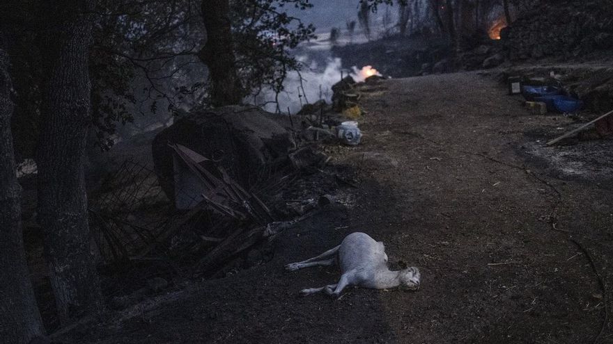 Los ganaderos se resignan: «Era una muerte anunciada, dejan arder el rural»