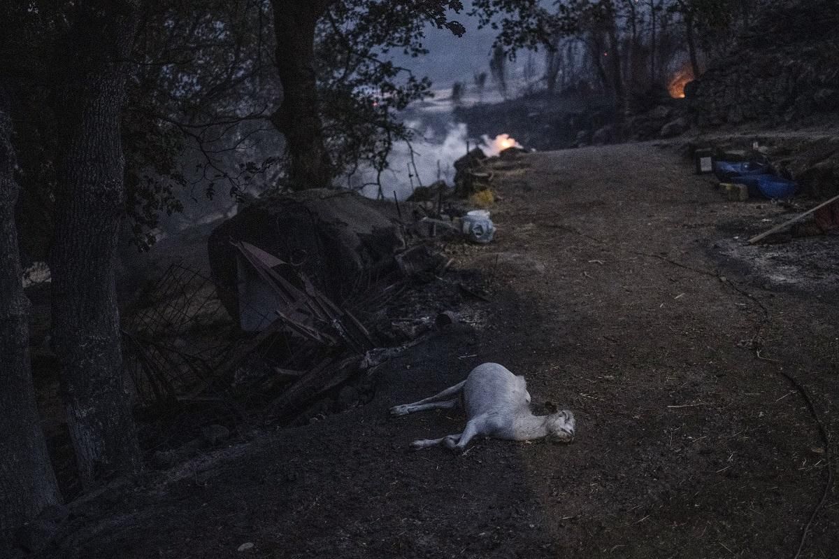 Un animal muerto por el incendio que afecta a la localidad de A Caridade