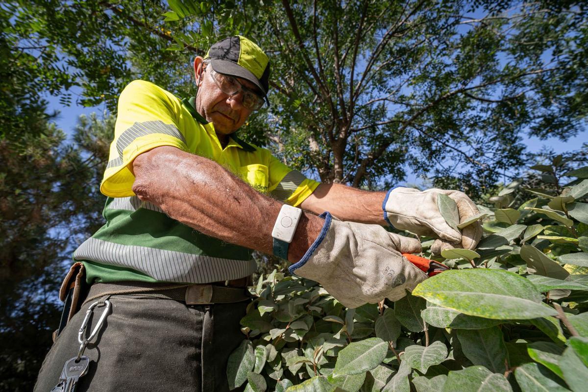 Trabajadores de Parques y Jardines utilizan pulseras inteligentes que alertan cuando la temperatura corporal alcanza niveles de riesgo de sufrir un golpe de calor, dentro de la campaña impulsada por el Ayuntamiento de Barcelona para proteger a los empleados expuestos a altas temperaturas durante la jornada laboral. En la Clariana de Glòries, Barcelona, a 23 de junio de 2026. AUTOR: MANU MITRU | EPC
