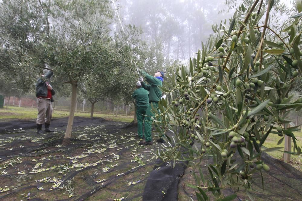 Vareando olivos en el interior de Galicia