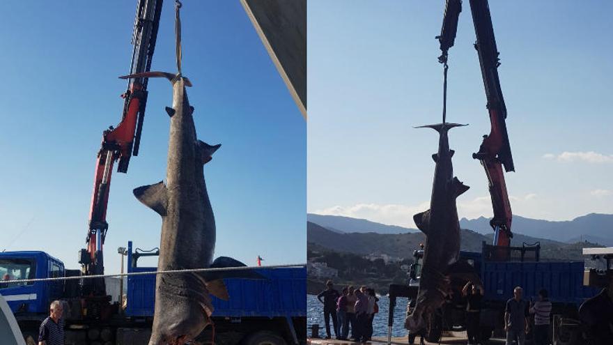 Una embarcació de Llançà pesca un tauró pelegrí d'entre 6 i 7 metres de llarg