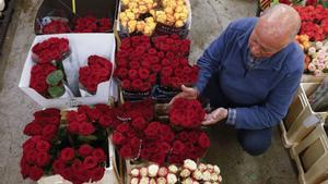 Una persona trabaja en Mercabarna-Flor donde se prevé, para este Sant Jordi, que se vendan alrededor de siete millones de rosas, cuya procedencia será mayoritariamente extranjera. 