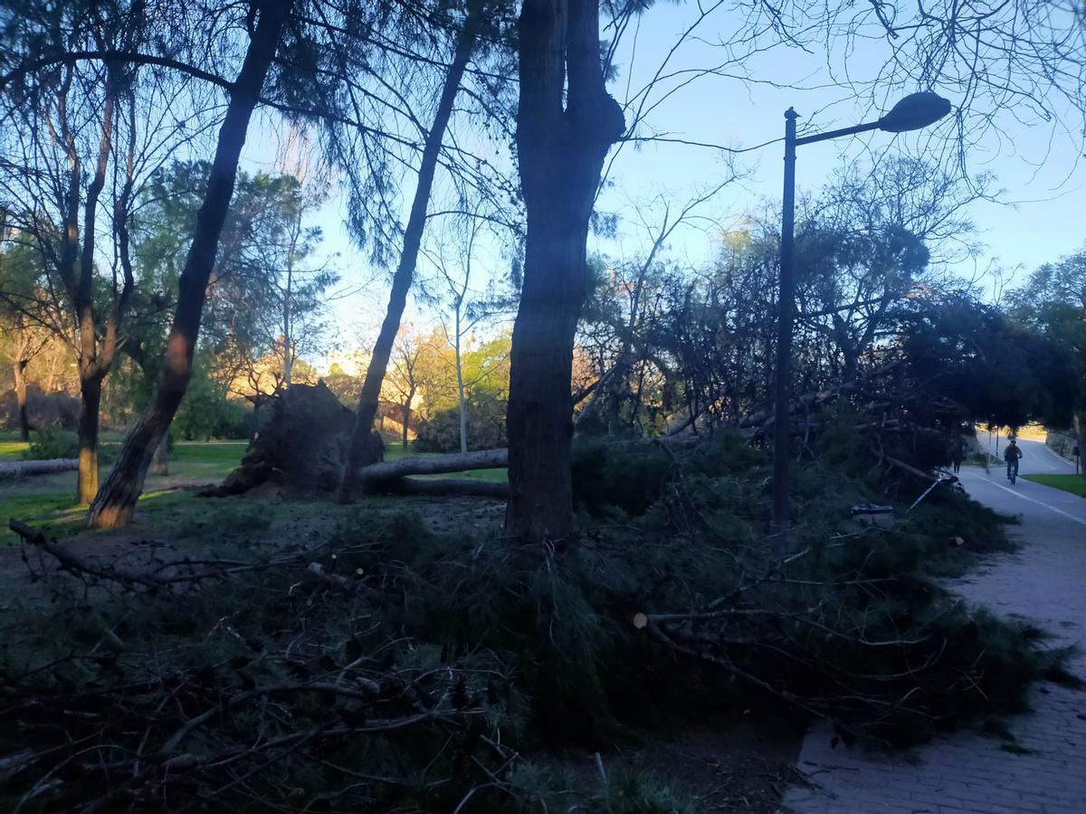 El Jardín del Turia, una zona de guerra tras el paso de la borrasca Leonardo