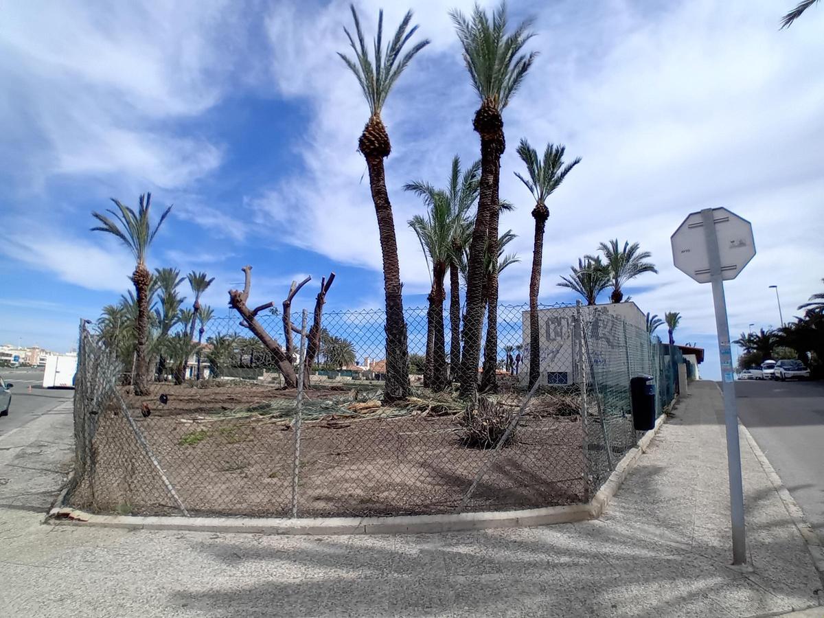 Trabajos de limpieza en una parcela de uso hotelero en La Veleta de Torrevieja