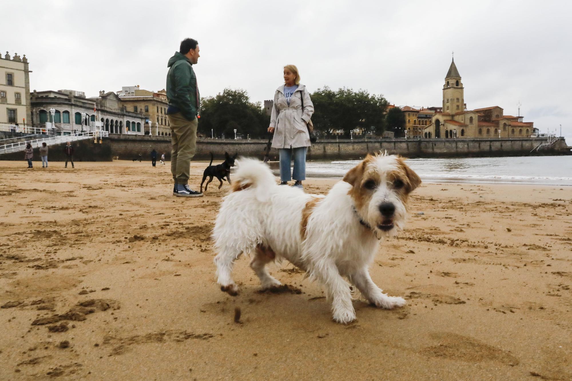 Los perros vuelven a las playas gijonesas