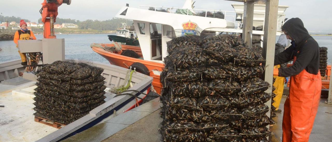 Descargas de mejillón
en el muelle de 
A Illa. |   //  NOÉ PARGA