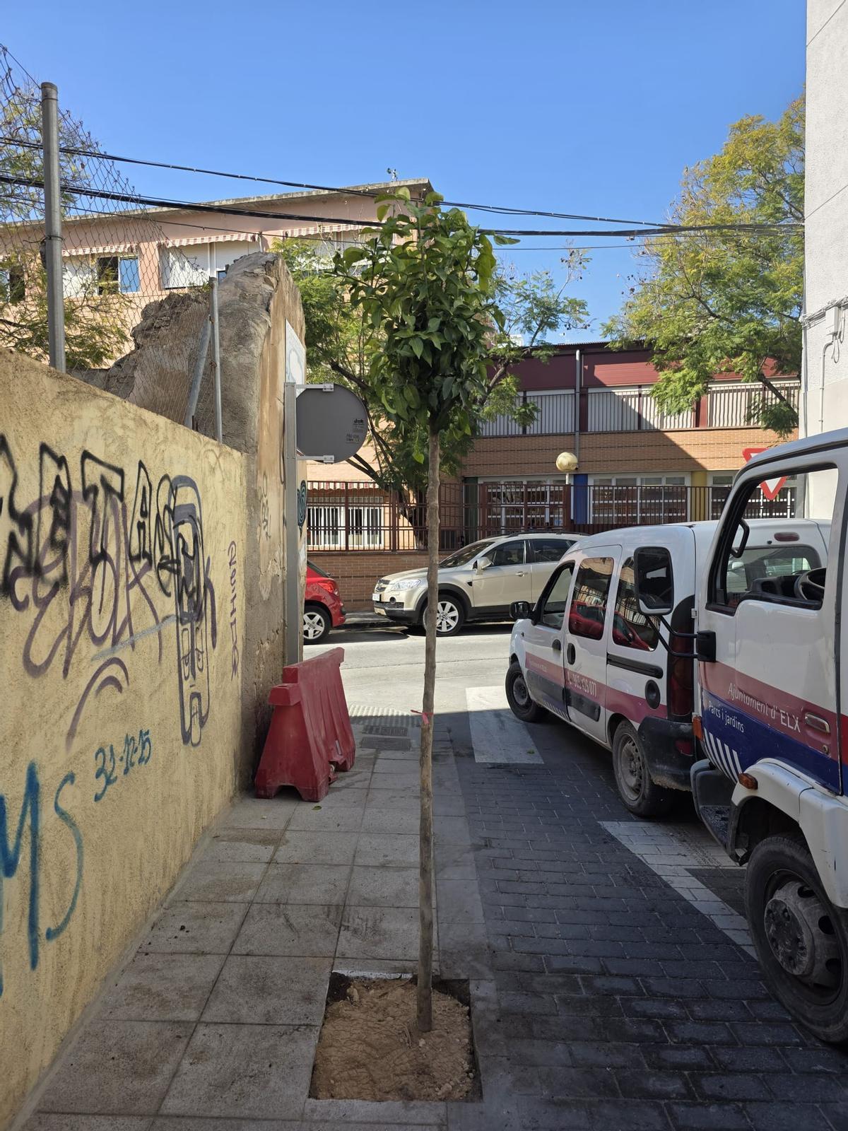 Los jardineros municipales repusieron en pocas horas los naranjos talados en Elche