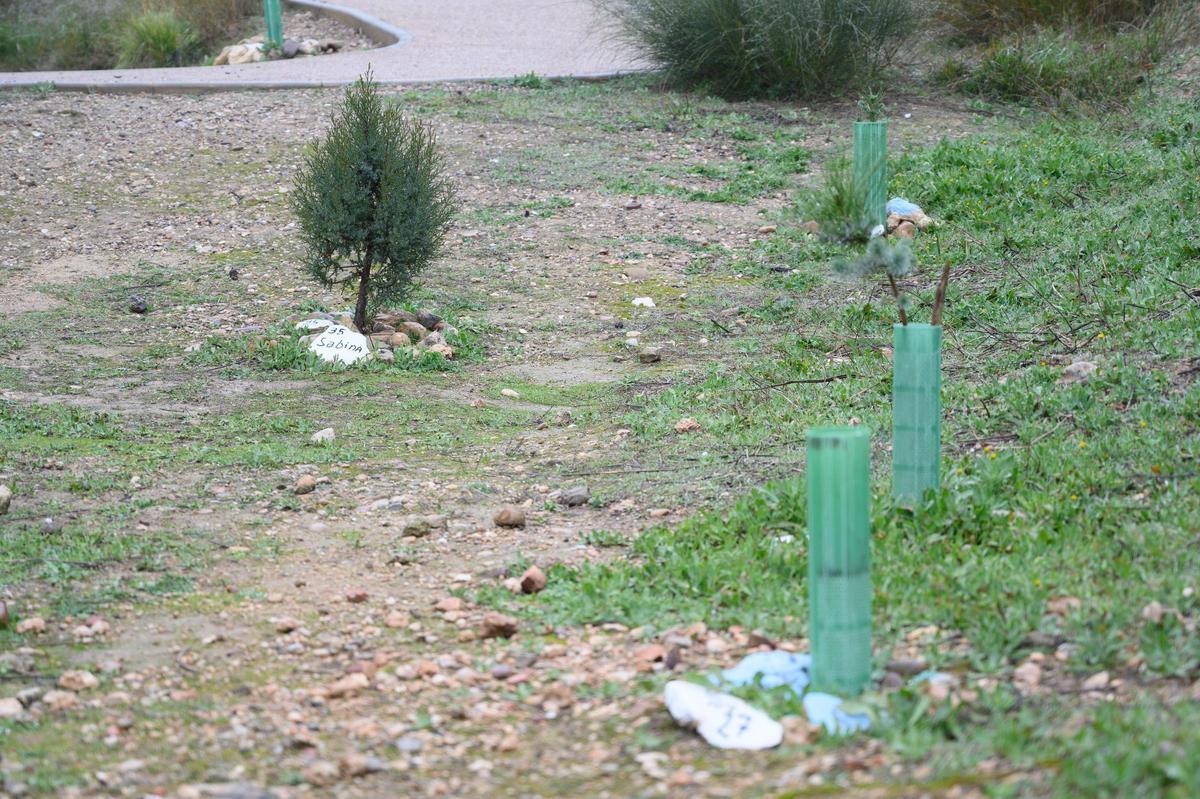 Ejemplares plantados en marzo de 2024.