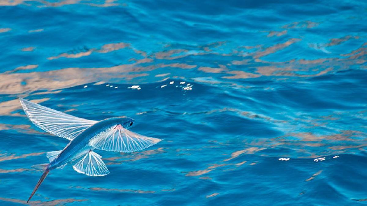 Un ejemplar de pez volador en aguas canarias.