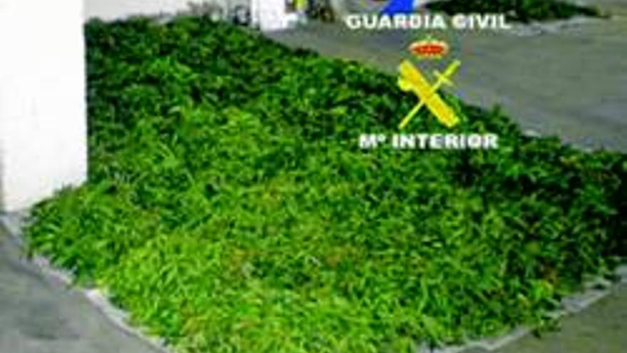 Un detenido por vender marihuana en Montehermoso